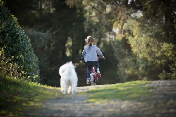 Fahrradfahren mit deinem Hund: Ein Abenteuer für Zwei - Fahrradfahren mit dem Hund: Tipps, Sicherheit und Motivation