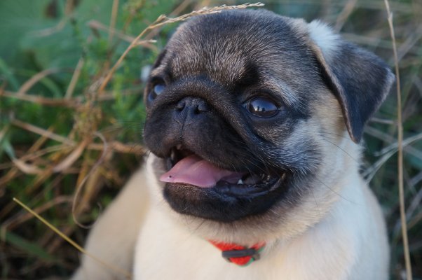 Das beste Mops Futter: Tipps für eine gesunde und ausgewogene Ernährung deines Lieblings - 