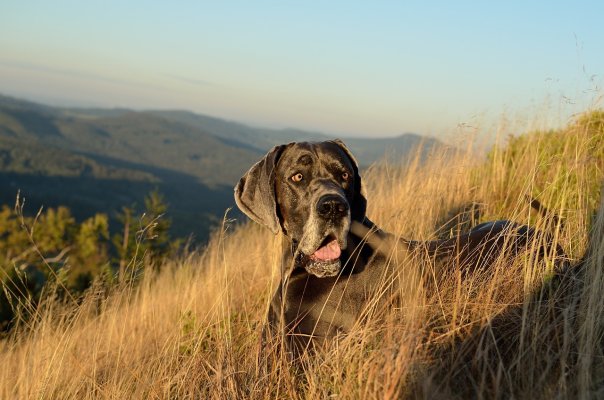 Deutsche Dogge Futter: Tipps für die richtige Ernährung Ihres Hundes - 