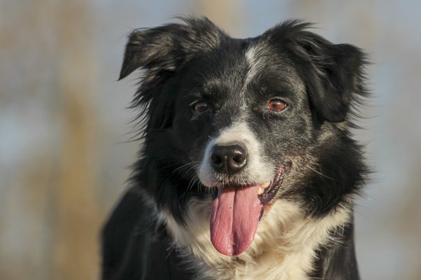 Border Collie Futter: Die beste Ernährung für Gesundheit, Energie und ein glänzendes Fell - 