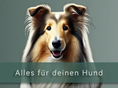 Hier gehts zum Besten für Deinen Hund