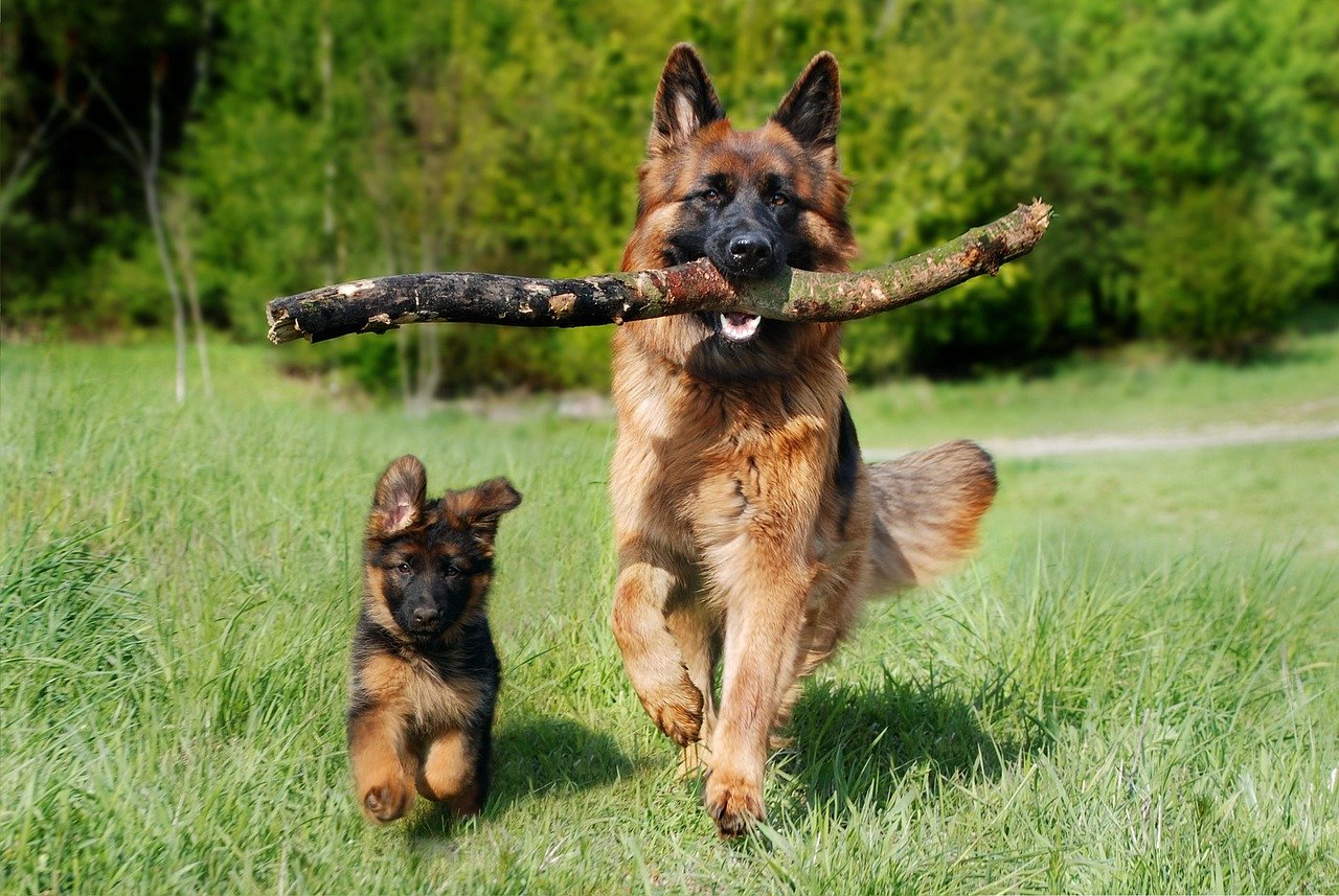 Warum gesundes Futter für seinen Hund entscheidend ist. Schäferhund mit Welpe auf Wiese, hinten Wald. 